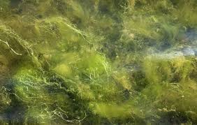 Attēlu rezultāti vaicājumam “Cladophora glomerata”