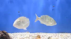 Image result for Lithognathus mormyrus