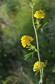 Attēlu rezultāti vaicājumam “Medicago sativa subsp. falcata leaf”