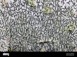 Attēlu rezultāti vaicājumam “Graphis scripta”