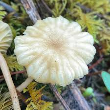 Attēlu rezultāti vaicājumam “Lichenomphalia umbellifera”
