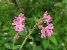Image result for Silene dioica