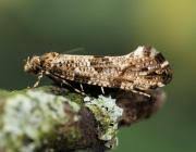 Attēlu rezultāti vaicājumam “Morophaga choragella”