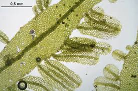 Attēlu rezultāti vaicājumam “Metzgeria furcata”