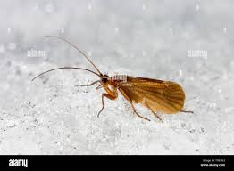 Attēlu rezultāti vaicājumam “Chaetopteryx villosa”