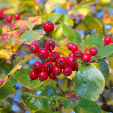 Attēlu rezultāti vaicājumam “Crataegus persimilis”