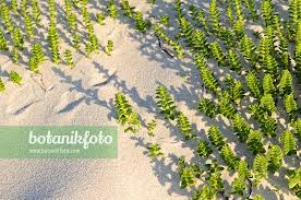 Attēlu rezultāti vaicājumam “Honckenya peploides”