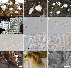 Attēlu rezultāti vaicājumam “Physisporinus sanguinolentus”