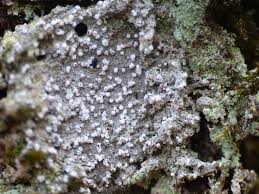 Attēlu rezultāti vaicājumam “Lecanactis abietina”