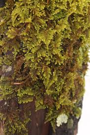 Attēlu rezultāti vaicājumam “Hylocomium splendens sporophyte”