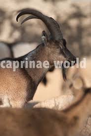 Attēlu rezultāti vaicājumam “Capra”