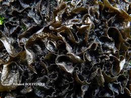 Attēlu rezultāti vaicājumam “Collema flaccidum”