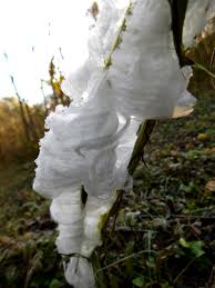 Attēlu rezultāti vaicājumam “Frost Flowers”
