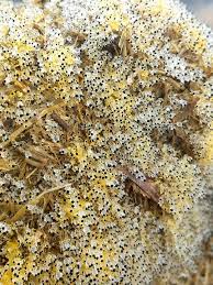 Attēlu rezultāti vaicājumam “Pilobolus crystallinus”