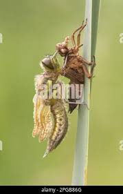 Attēlu rezultāti vaicājumam “Libellula quadrimaculata exuvia”