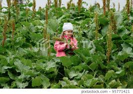 Attēlu rezultāti vaicājumam “Rumex confertus”