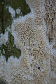 Attēlu rezultāti vaicājumam “Junghuhnia nitida”