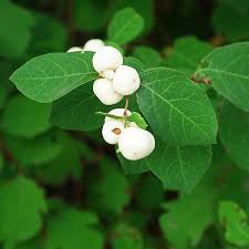 Attēlu rezultāti vaicājumam “Symphoricarpos albus”