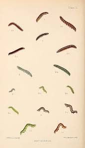 Attēlu rezultāti vaicājumam “Anarta myrtilli larva”