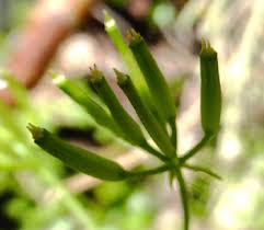 Image result for Anthriscus cerefolium