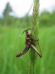 Attēlu rezultāti vaicājumam “Entomophaga grylli”