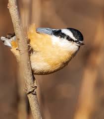 Image result for Sitta canadensis