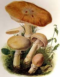 Attēlu rezultāti vaicājumam “Rozites caperata”