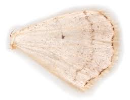 Attēlu rezultāti vaicājumam “Idaea straminata”