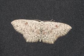 Attēlu rezultāti vaicājumam “Cyclophora pendularia”