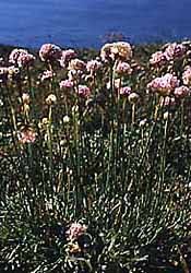 Attēlu rezultāti vaicājumam “Polygonaceae”