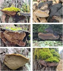 Attēlu rezultāti vaicājumam “Phellinus chrysoloma”