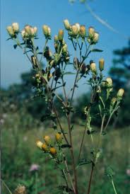 Attēlu rezultāti vaicājumam “Inula britannica flower”