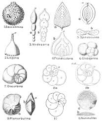 Attēlu rezultāti vaicājumam “Didymium difforme sessile”