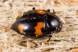 Attēlu rezultāti vaicājumam “Scaphidium quadrimaculatum”