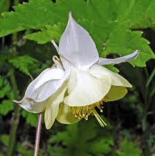 Image result for Aquilegia