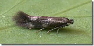 Attēlu rezultāti vaicājumam “Bucculatricidae”