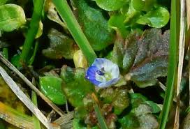 Attēlu rezultāti vaicājumam “Veronica serpyllifolia bud”