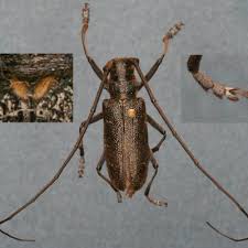 Attēlu rezultāti vaicājumam “Monochamus sutor”