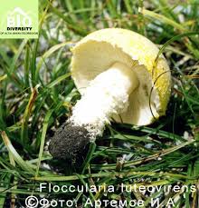 Attēlu rezultāti vaicājumam “Lactarius lygniotus”