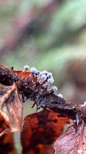 Attēlu rezultāti vaicājumam “Didymium nigripes young”