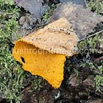 Attēlu rezultāti vaicājumam “Oligonema persimile”