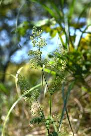 Attēlu rezultāti vaicājumam “Thalictrum minus”