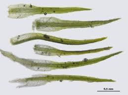 Attēlu rezultāti vaicājumam “Eucladium verticillatum”