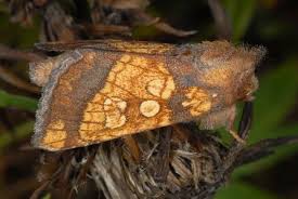 Attēlu rezultāti vaicājumam “Gortyna flavago”