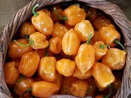 Afbeeldingsresultaat voor orange habanero hot pepper