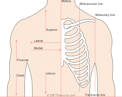 Image result for body midline