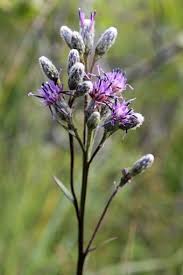 Attēlu rezultāti vaicājumam “Saussurea esthonica flower”
