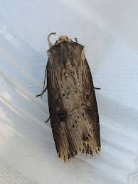 Attēlu rezultāti vaicājumam “Axylia putris”