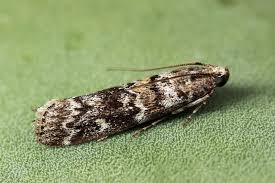 Attēlu rezultāti vaicājumam “Dioryctria abietella”