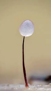 Attēlu rezultāti vaicājumam “Comatricha fragilis spores”